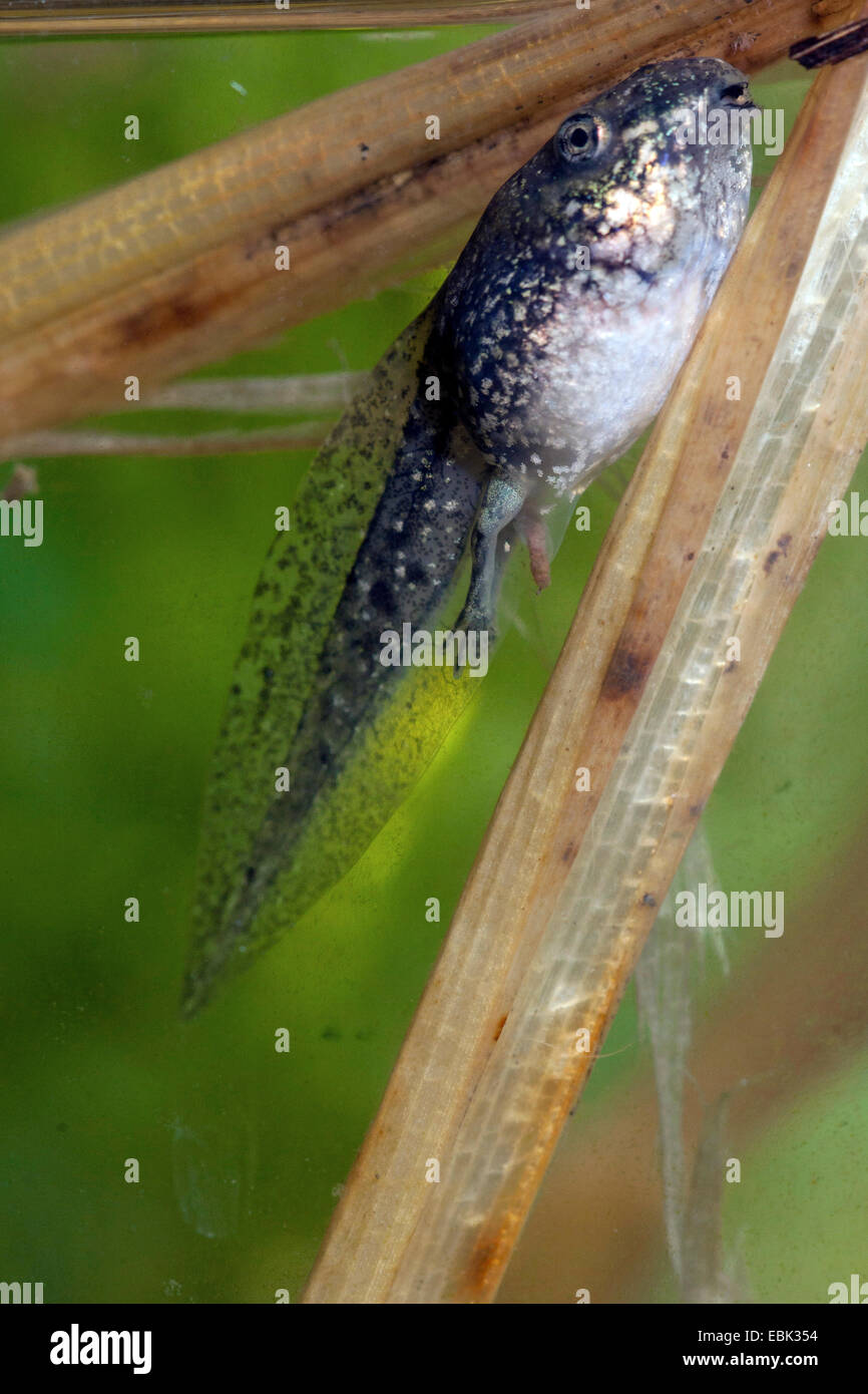 Rana di palude, il lago di rana (Rana ridibunda, Pelophylax ridibundus), polliwog, Germania Foto Stock