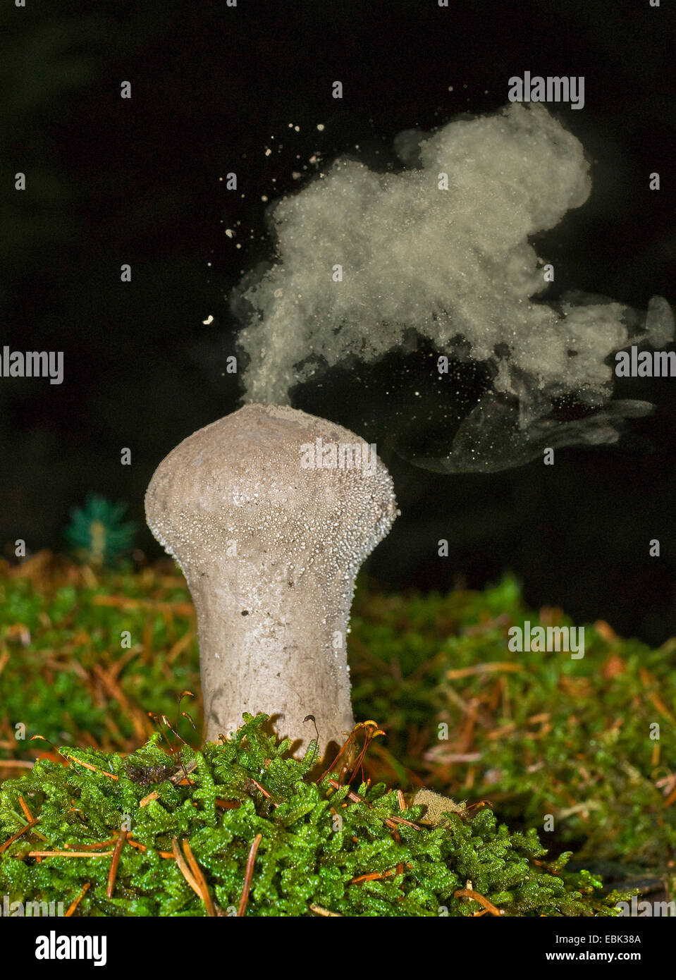 Comune, puffball Warted puffball, i gem-puffball chiodati, Devil's Snuff-box (Lycoperdon perlatum, Lycoperdon gemmatum), liberando le spore, in Germania, in Renania settentrionale-Vestfalia Foto Stock