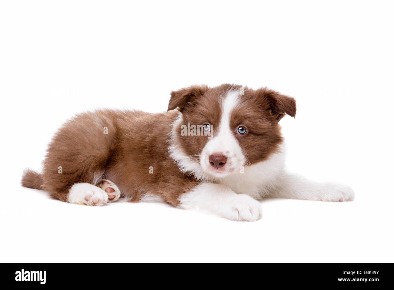 Border Collie cucciolo di cane davanti a uno sfondo bianco Foto Stock