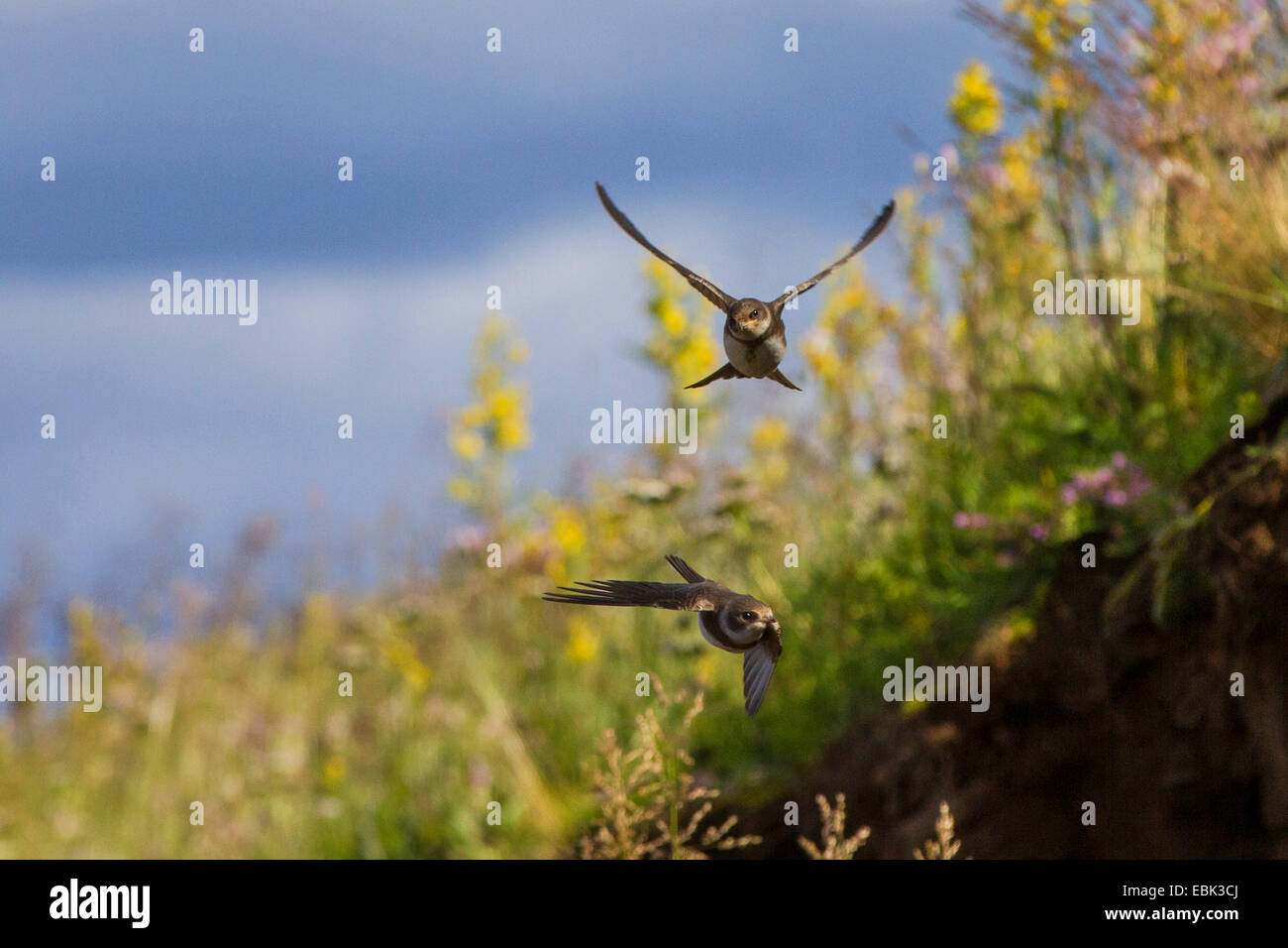 Sabbia martin (Riparia Riparia), fyling, la Russia, l'oblast di Murmansk, Kola Foto Stock