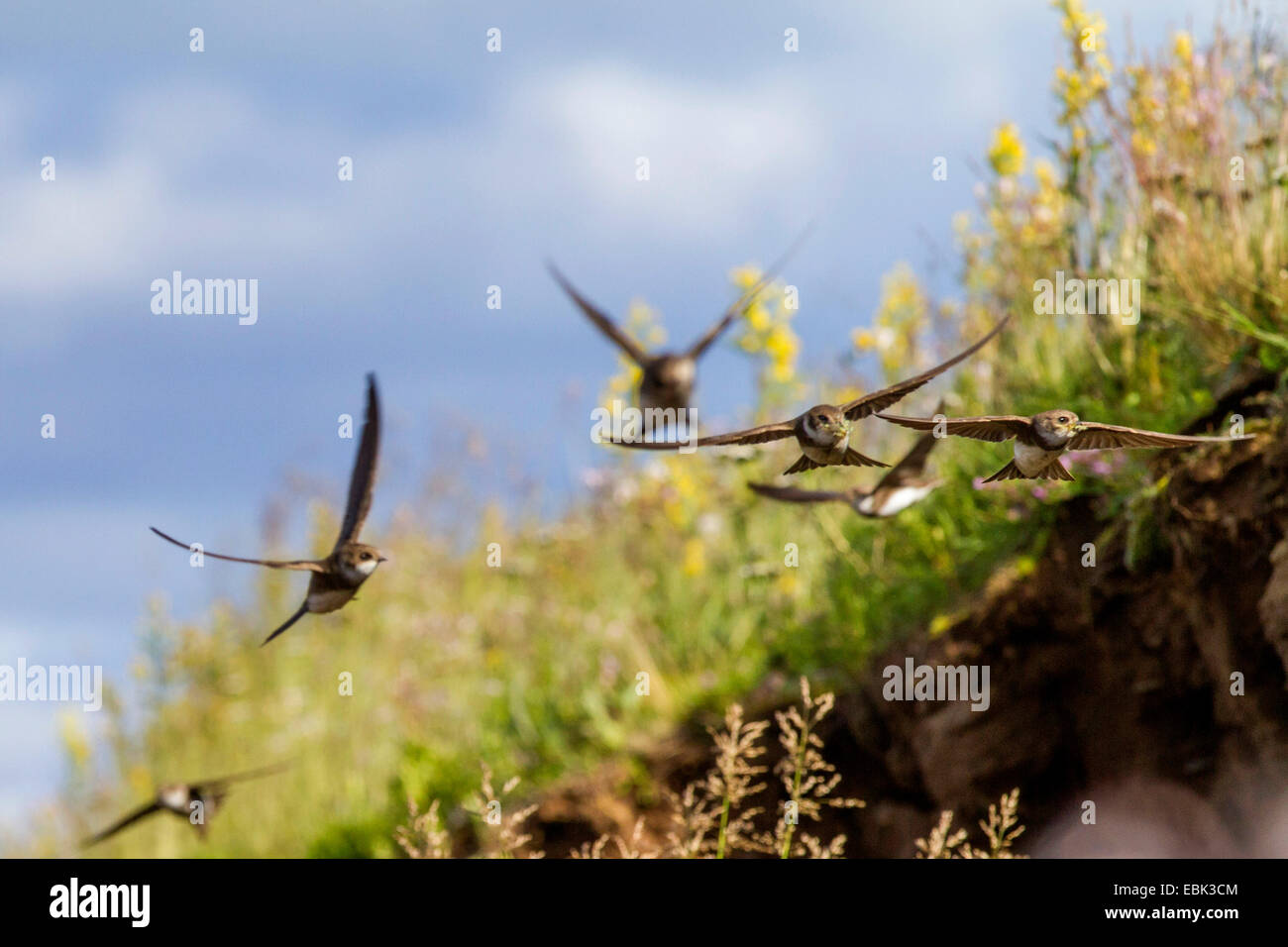 Sabbia martin (Riparia Riparia), fyling con insetti in ebak, la Russia, l'oblast di Murmansk, Kola Foto Stock