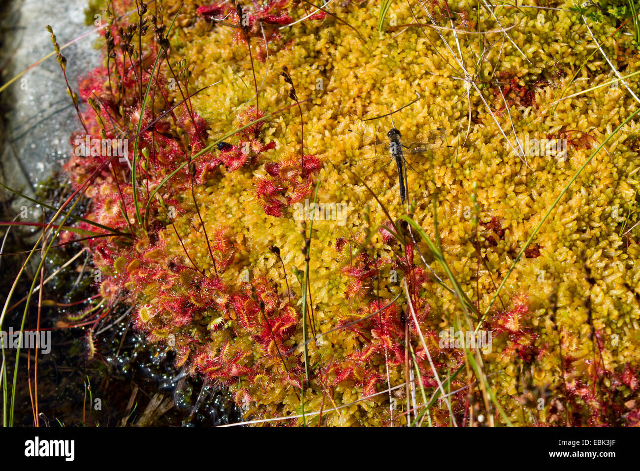 Round-lasciava sundew, roundleaf sundew (drosera rotundifolia), fruting, con Sphagnum, Norvegia, Hitra Foto Stock