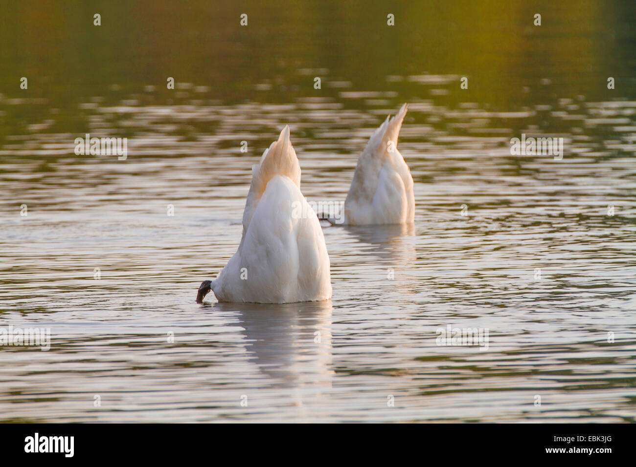 Cigno (Cygnus olor), a dedicarmi, in Germania, in Baviera, il Lago Chiemsee Foto Stock