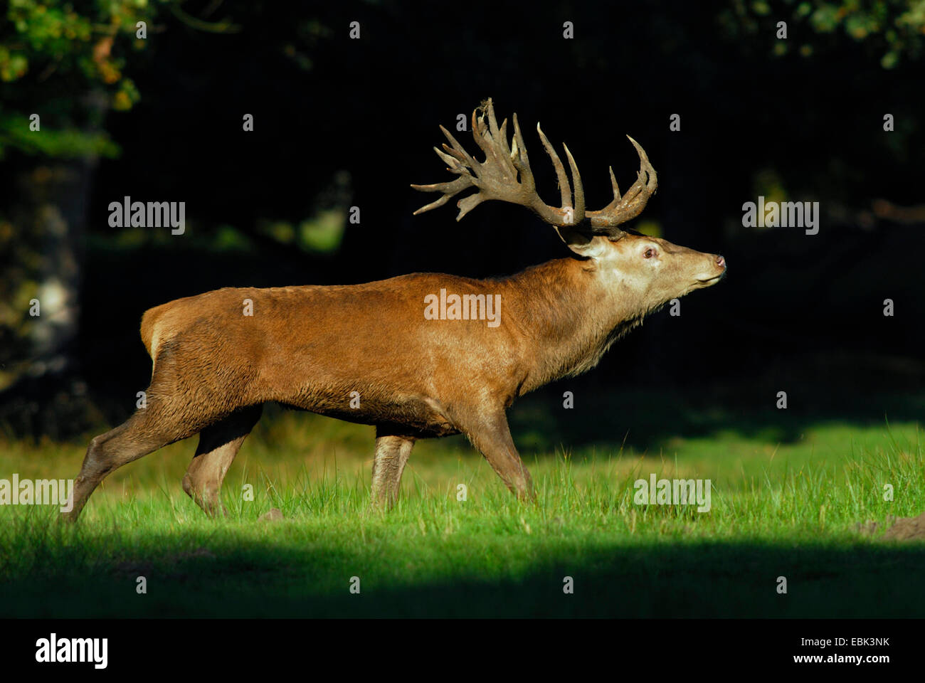 Il cervo (Cervus elaphus), maschio in calore, Germania Foto Stock