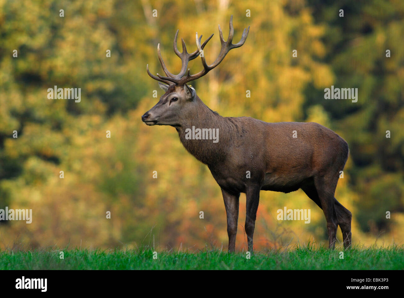 Il cervo (Cervus elaphus), maschio in calore, Germania Foto Stock