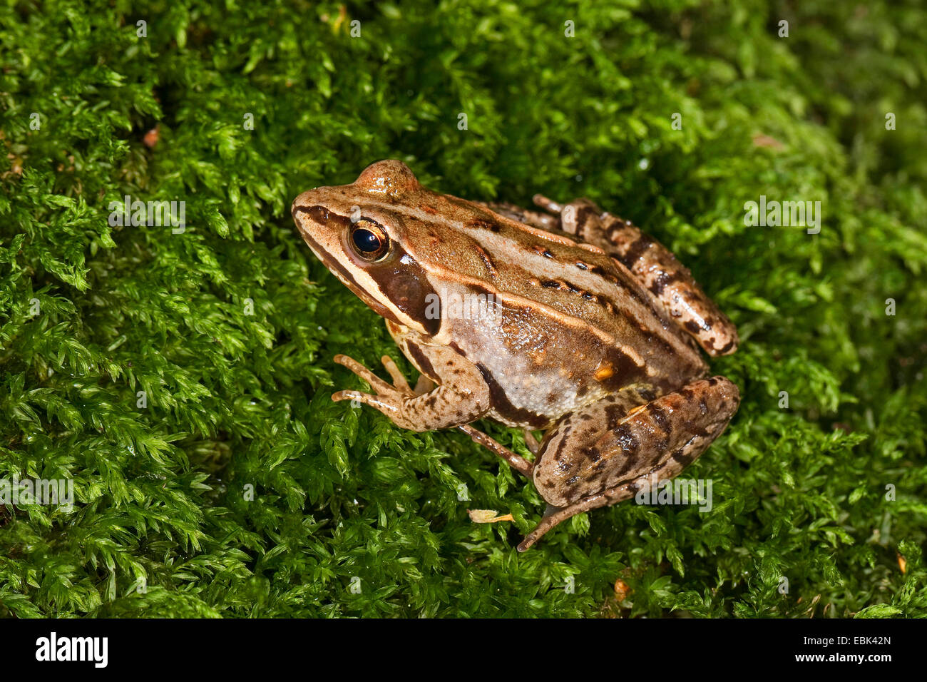 Moor frog (Rana arvalis), seduti su MOSS, Germania Foto Stock