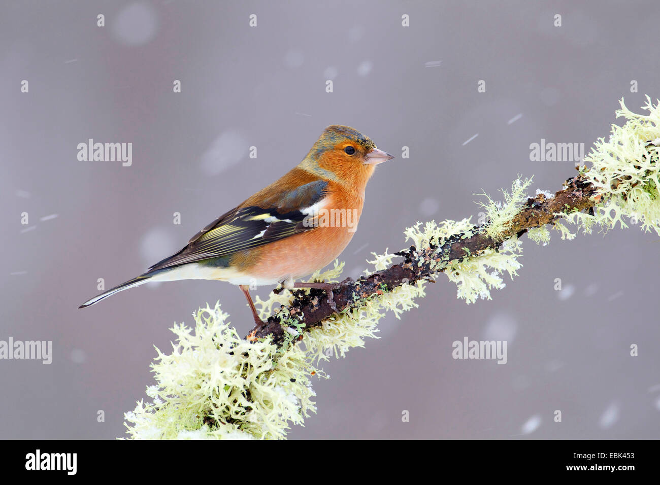 (Fringuello Fringilla coelebs), maschile seduto su un ramoscello in snow flurry, Regno Unito, Scozia, Cairngorms National Park, Glenfeshie Foto Stock