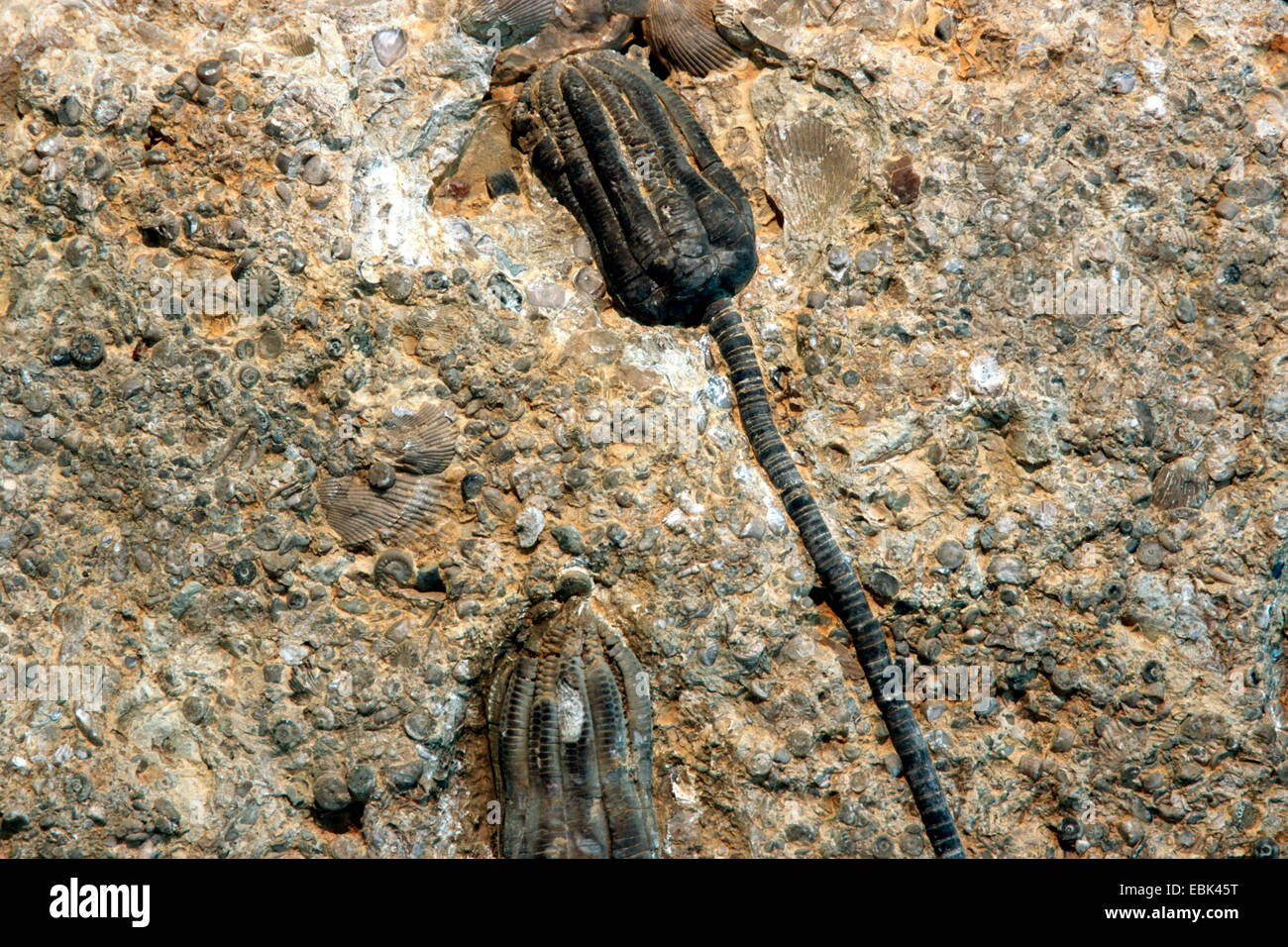 Gigli di mare, crinoidi (incl. stelle piuma) (Crinoidea, Encrinus liliiformis), calcare Erkerode, Germania, Bassa Sassonia, Erkerode Foto Stock