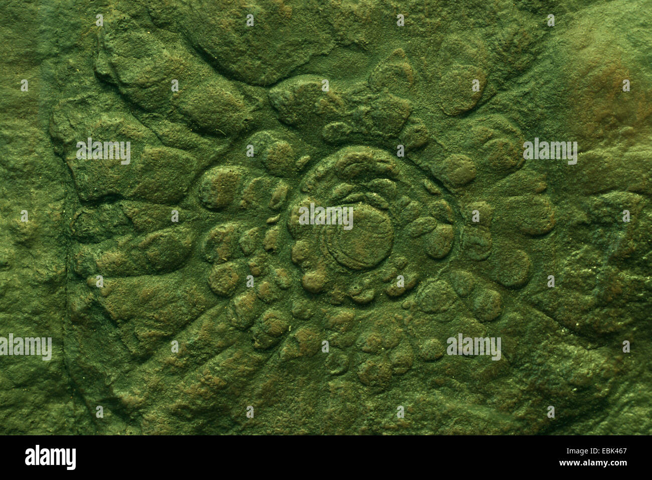 Medusa (Mawsonites spriggi), meduse fossili di Ediacara Fauna Foto Stock