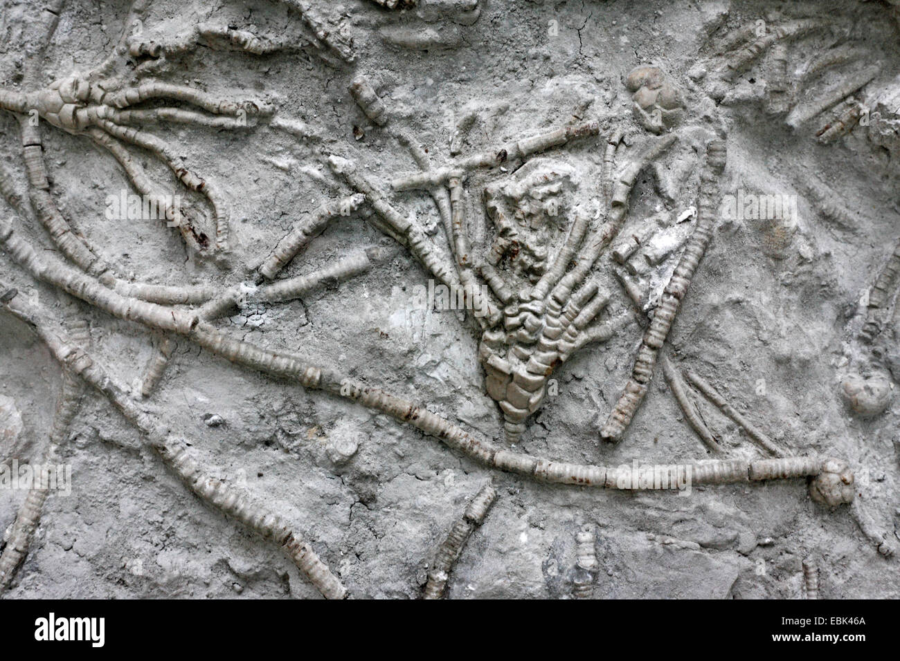 Fondo marino con fossili vegetali (Moscovicrinus multiplexing, Cromiocrinus simplex) Foto Stock