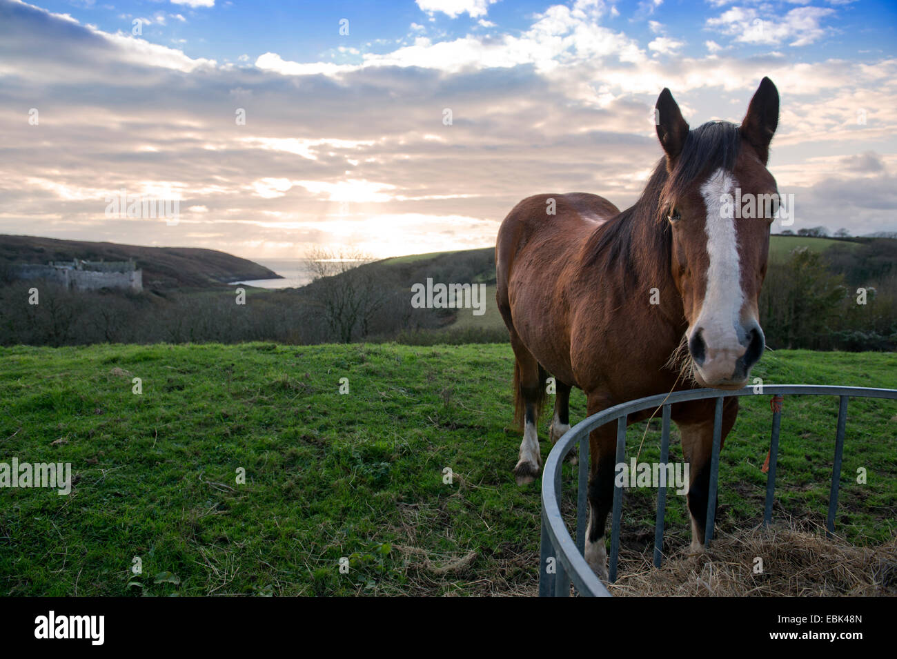 Mangiatoia cavalli immagini e fotografie stock ad alta risoluzione - Alamy