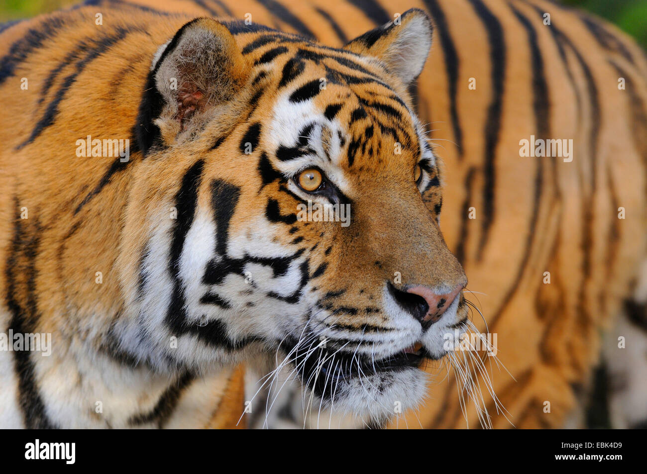 Tigre Siberiana, Amurian tiger (Panthera tigris altaica), ritratto Foto Stock