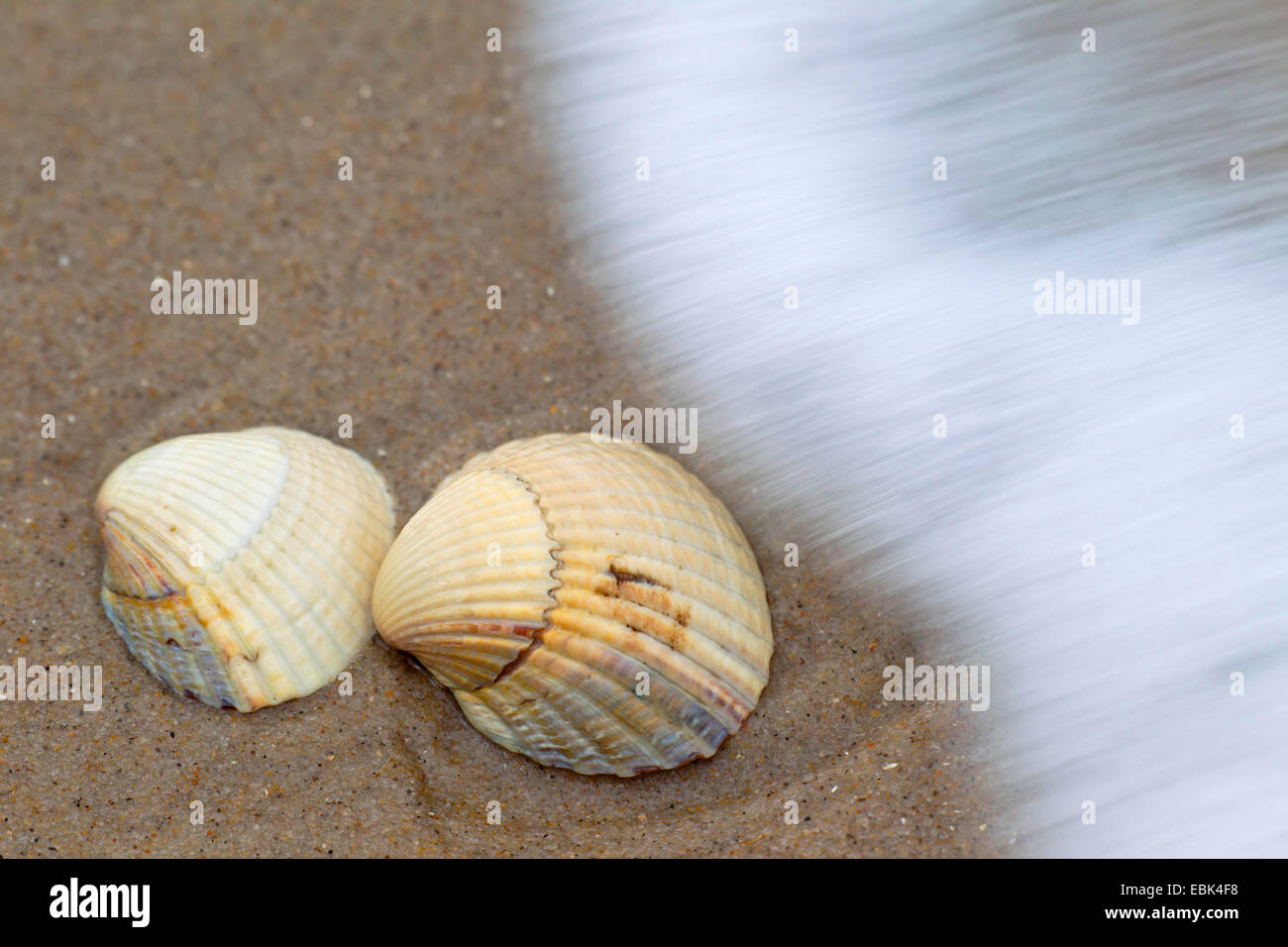 Il Cockle comune, politica europea comune in materia di arricciatura, commestibili (cockle Cerastoderma edule, Cardium edule), alla linea di deriva al Mare del Nord, Danimarca, Jylland Foto Stock