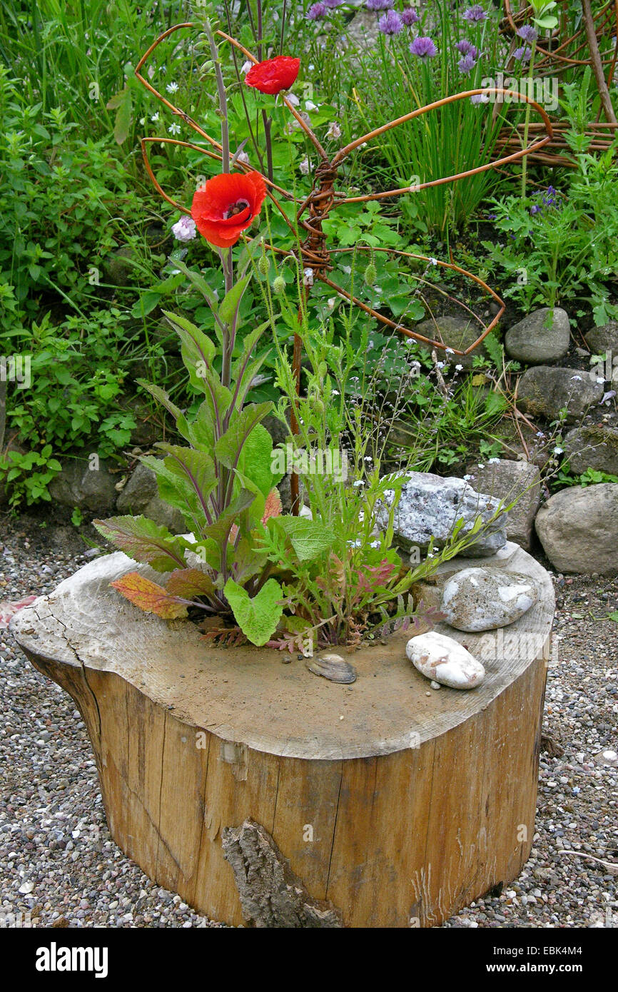 Fiori in una struttura cava griglia, Germania Foto Stock