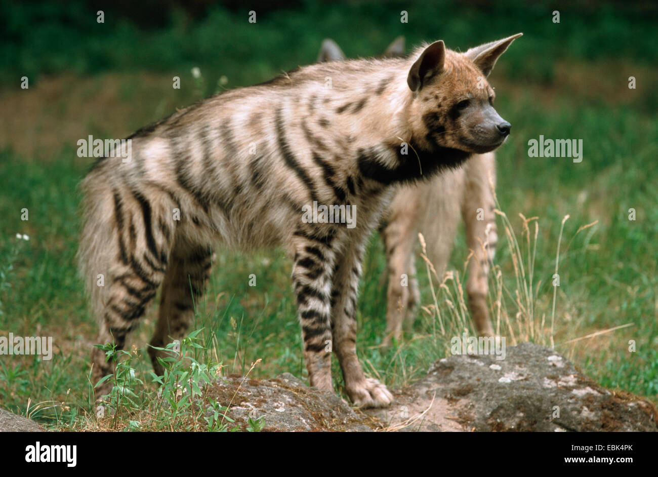 Striped iena (Hyaena hyaena), due animali in piedi in erba Foto Stock