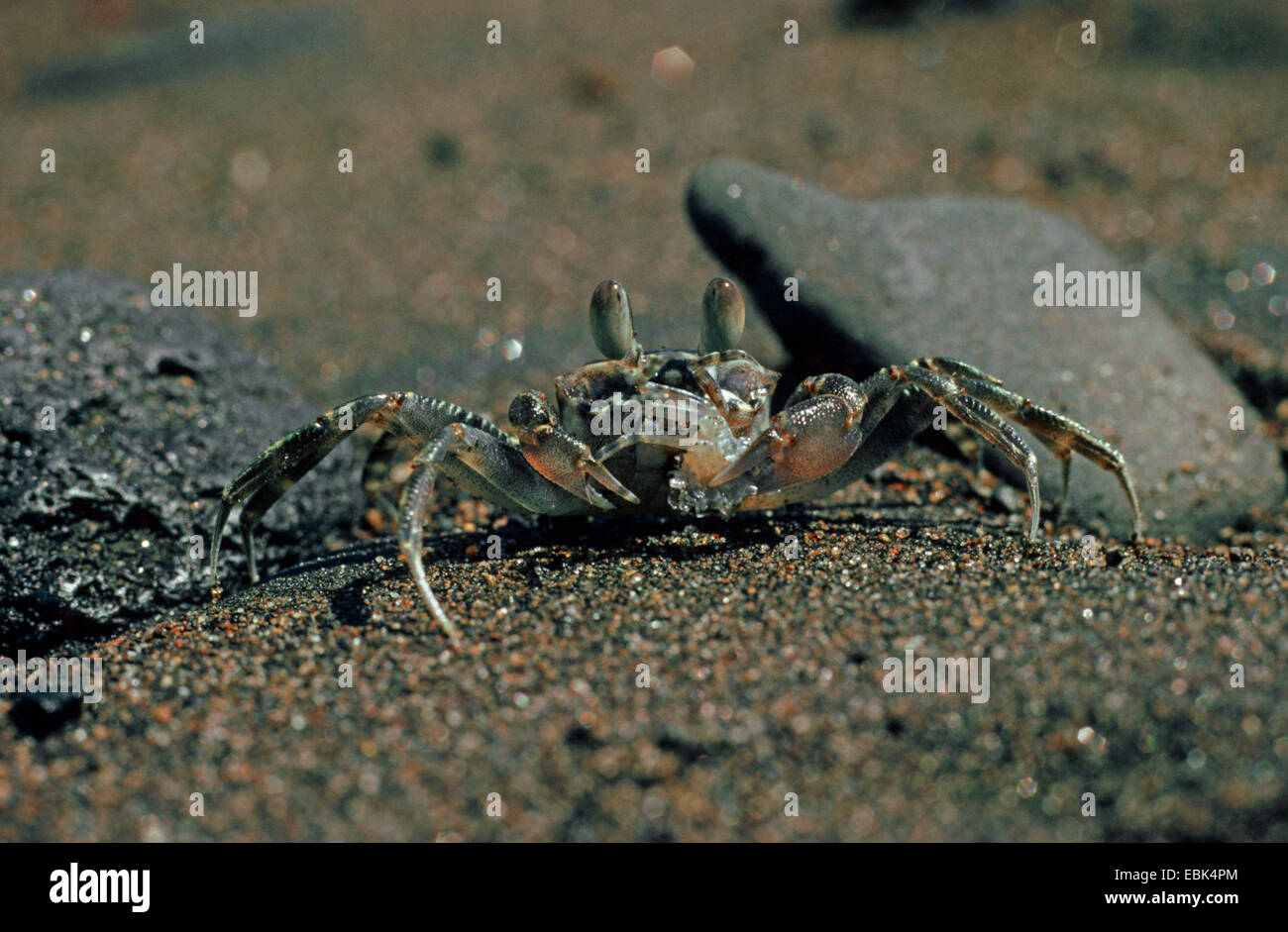 Indo-pacifico ghost crab, Horn-eyed Granchi fantasma (Ocypode ceratophthalma), seduti in spiaggia Foto Stock