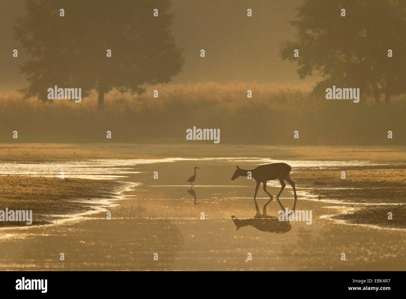 Il cervo (Cervus elaphus), Hind attraversando un acqua nella luce del mattino, airone cenerino in background, in Germania, in Sassonia, Oberlausitz, Superiore Lausitz Heath e paesaggio di stagno Foto Stock