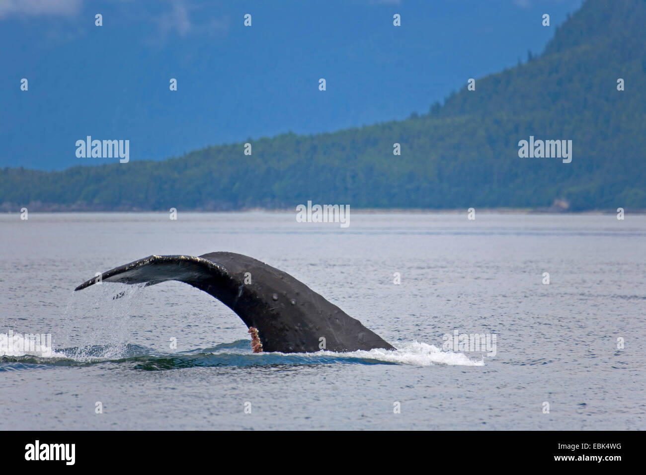 Humpback Whale (Megaptera novaeangliae) pinna di coda in corrispondenza della superficie del Pacifico a Lynn Canal, STATI UNITI D'AMERICA, Alaska, Admirality Isola, Lynn Canal Foto Stock