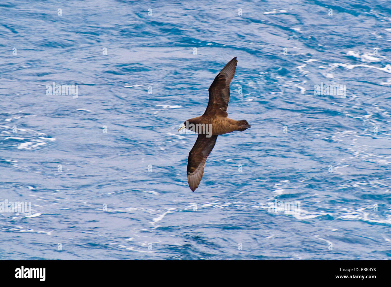 Bianco-chinned petrel (Procellaria aequinoctialis) volando sopra l'oceano, Antartide Foto Stock