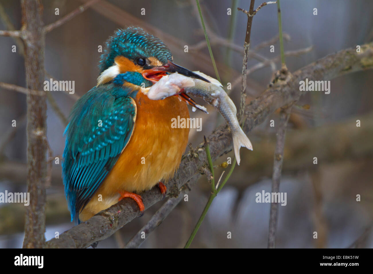 Fiume kingfisher (Alcedo atthis), seduto sul ramo con pesce congelato in bolletta, in Germania, in Baviera Foto Stock