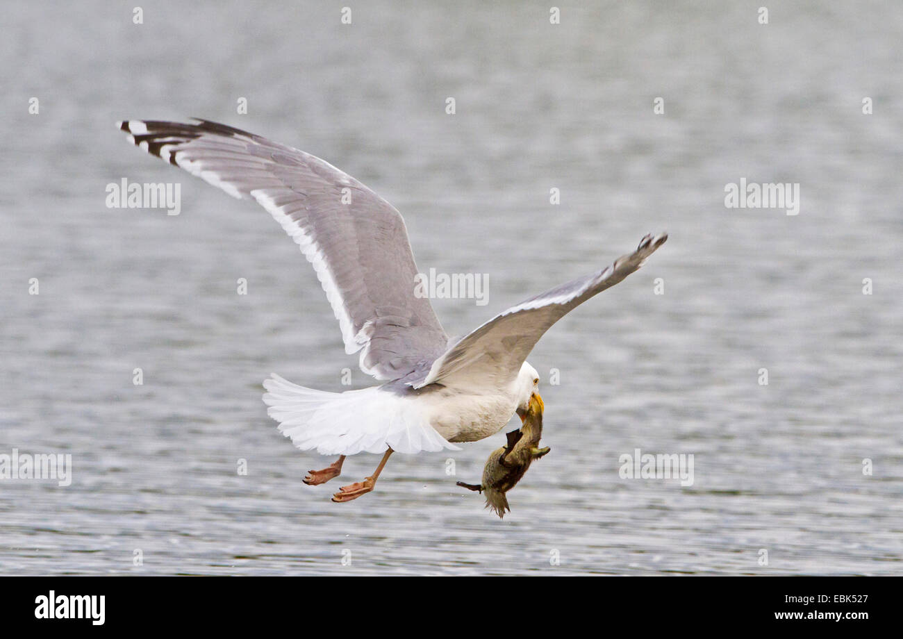 Aringa gabbiano (Larus argentatus), la cattura di un Germano reale pulcino, Norvegia, Troms Foto Stock