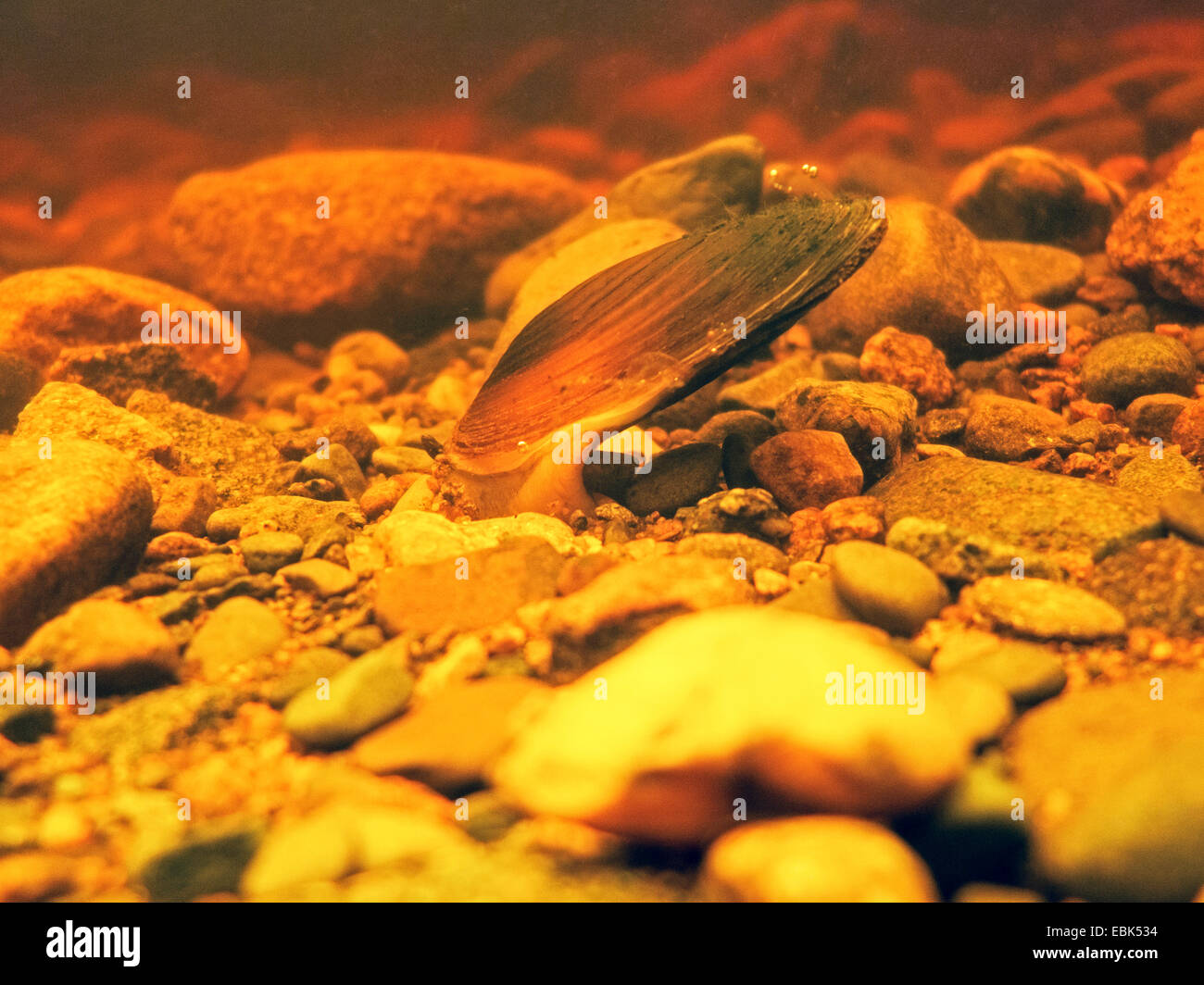 Perla cozza (perla scozzese mussel), orientale pearlshell (Margaritifera margaritifera), scavando nel sedimento fluviale con il piede, Russia, Karelien, Varzuga River Foto Stock