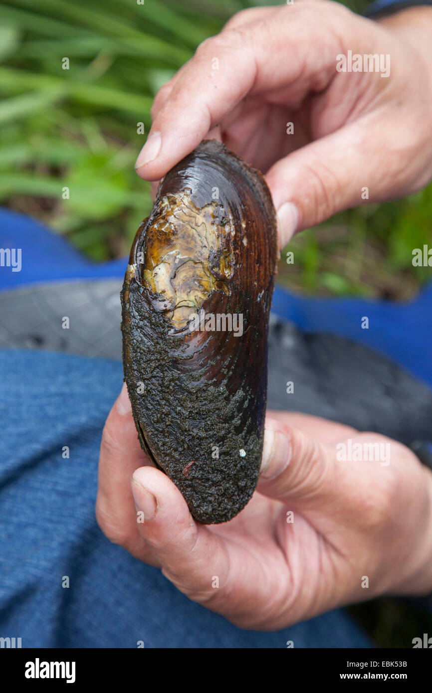 Perla cozza (perla scozzese mussel), orientale pearlshell (Margaritifera margaritifera), in un subacqueo con le mani in mano, Russia, Karelien, Fiume Keret Foto Stock