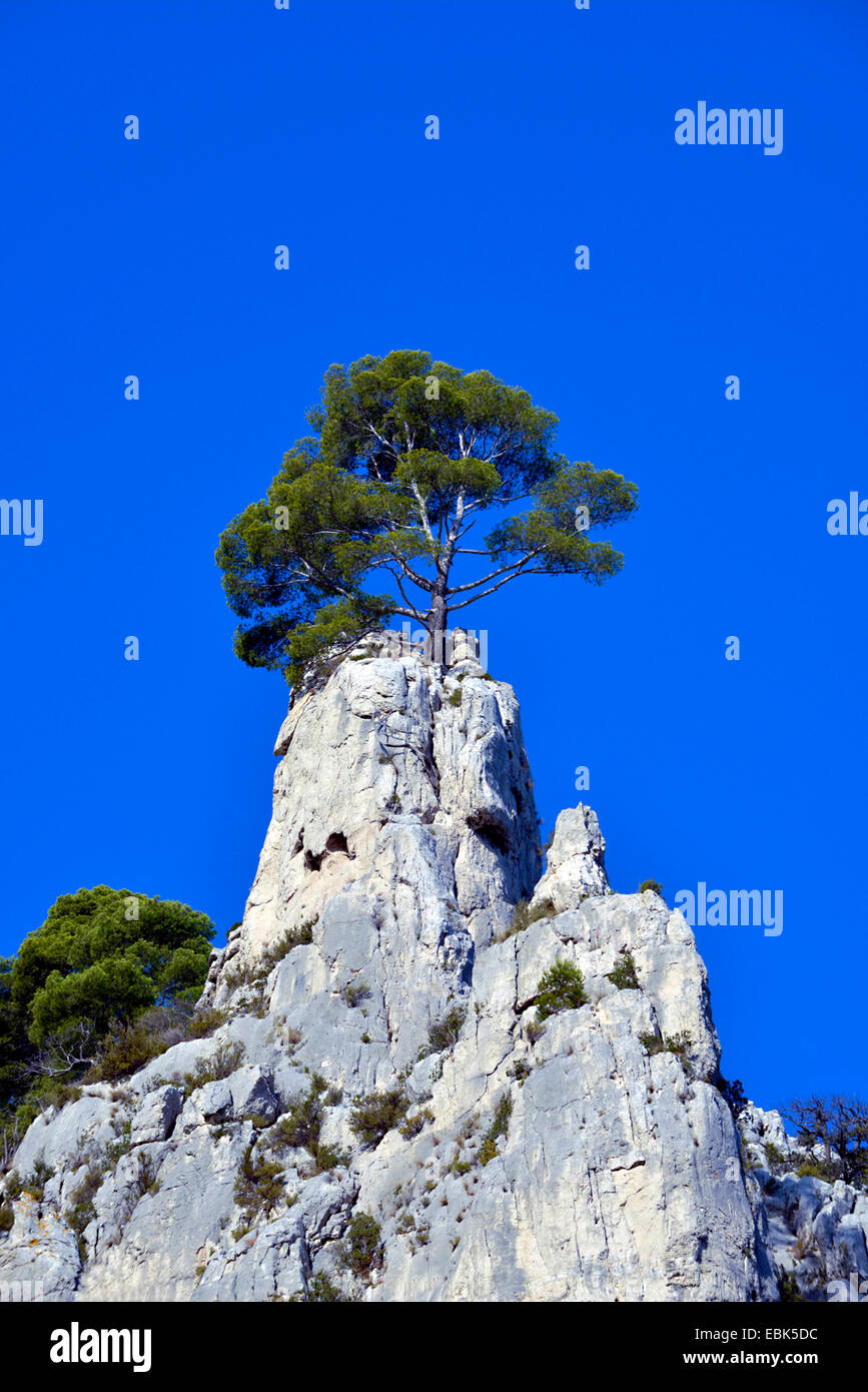 Pino (Pinus spec.), su roccia di Calanque d'En-Vau, Francia, Calanques Parco Nazionale Foto Stock