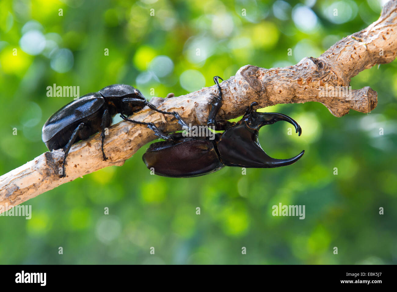 Stag beetle maschio e femmina su albero Foto Stock