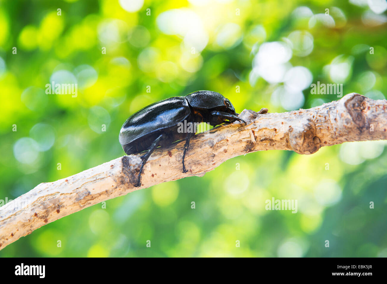 Stag beetle su albero Foto Stock