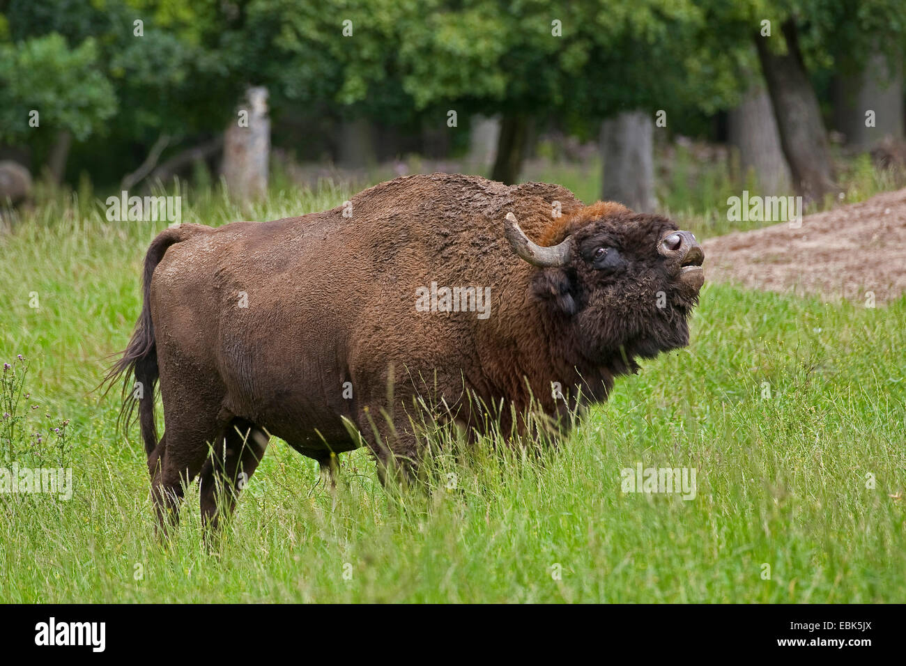 Il bisonte europeo, wisent (Bison bonasus), Bull in piedi in un prato muggiti, Germania Foto Stock