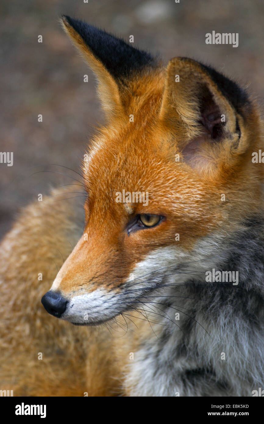 Red Fox (Vulpes vulpes vulpes), ritratto, Germania Foto Stock