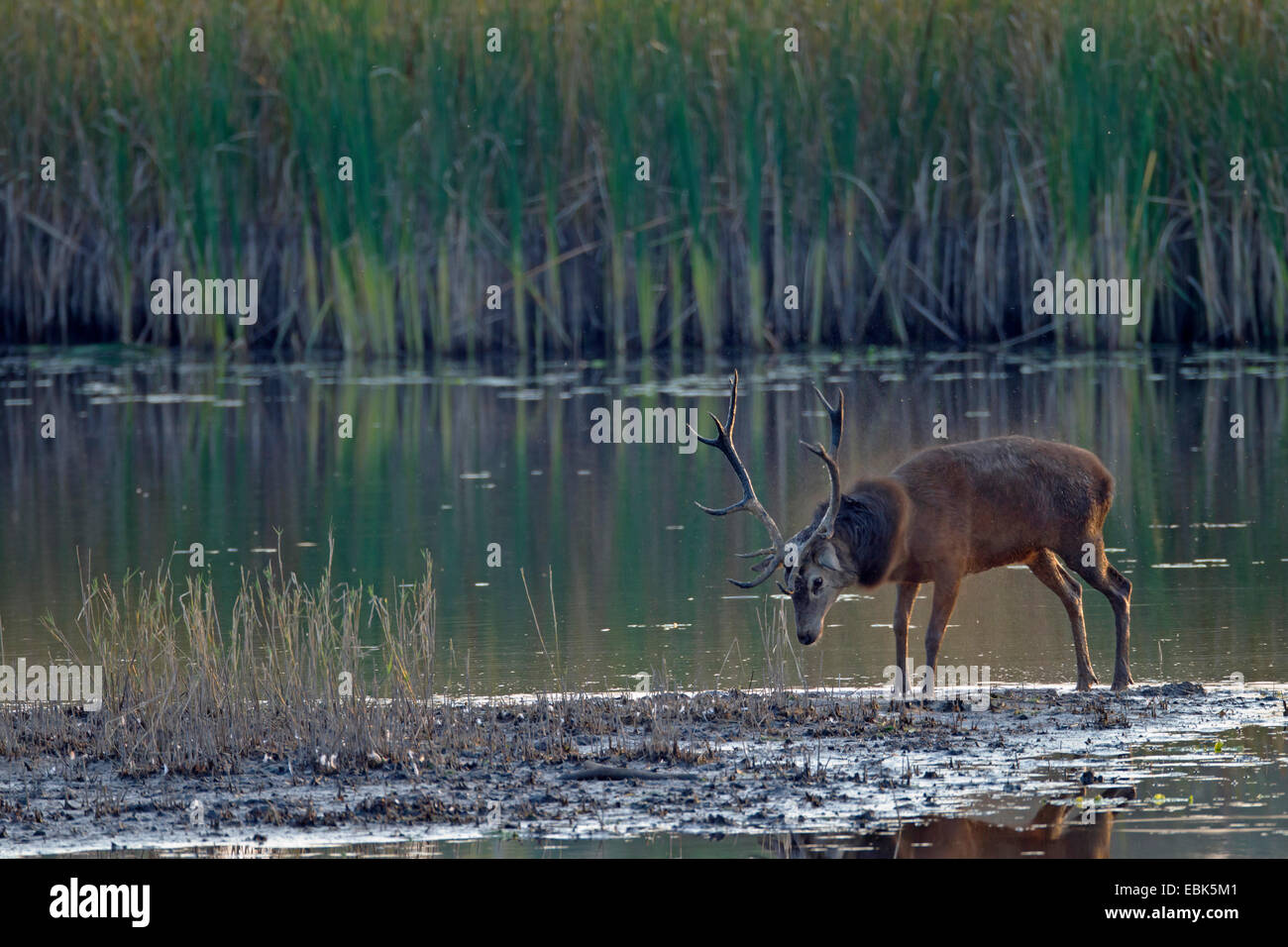 Il cervo (Cervus elaphus), feste di addio al celibato a camminare su uno sputo di terra in un lago, in Germania, in Sassonia, Oberlausitz, Superiore Lausitz Heath e paesaggio di stagno Foto Stock