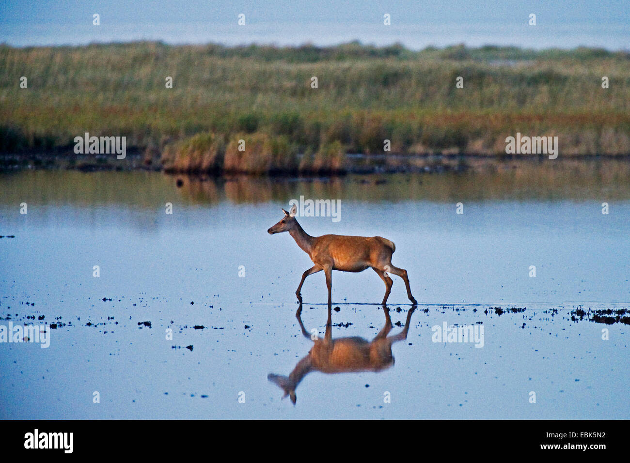 Il cervo (Cervus elaphus), hind camminando attraverso acqua poco profonda nella parte anteriore di uno sputo di terra della duna landsscape al Darss, Germania, Meclemburgo-Pomerania, GFN Darsser Wald Foto Stock