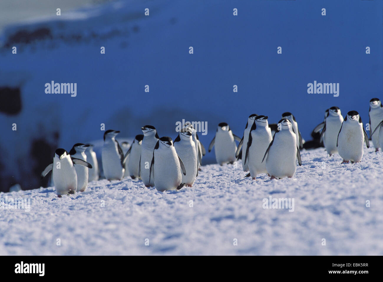 Barbuto, dei pinguini pinguini Chinstrap (Pygoscelis Antartide, Pygoscelis antarcticus), gruppo Antartide, Zavodovski Island Foto Stock