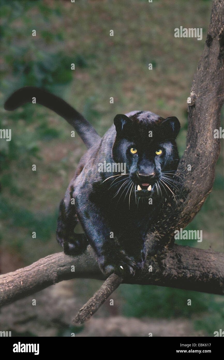 Jaguar (Panthera onca), seduto sul ramo, ringhiando Foto Stock