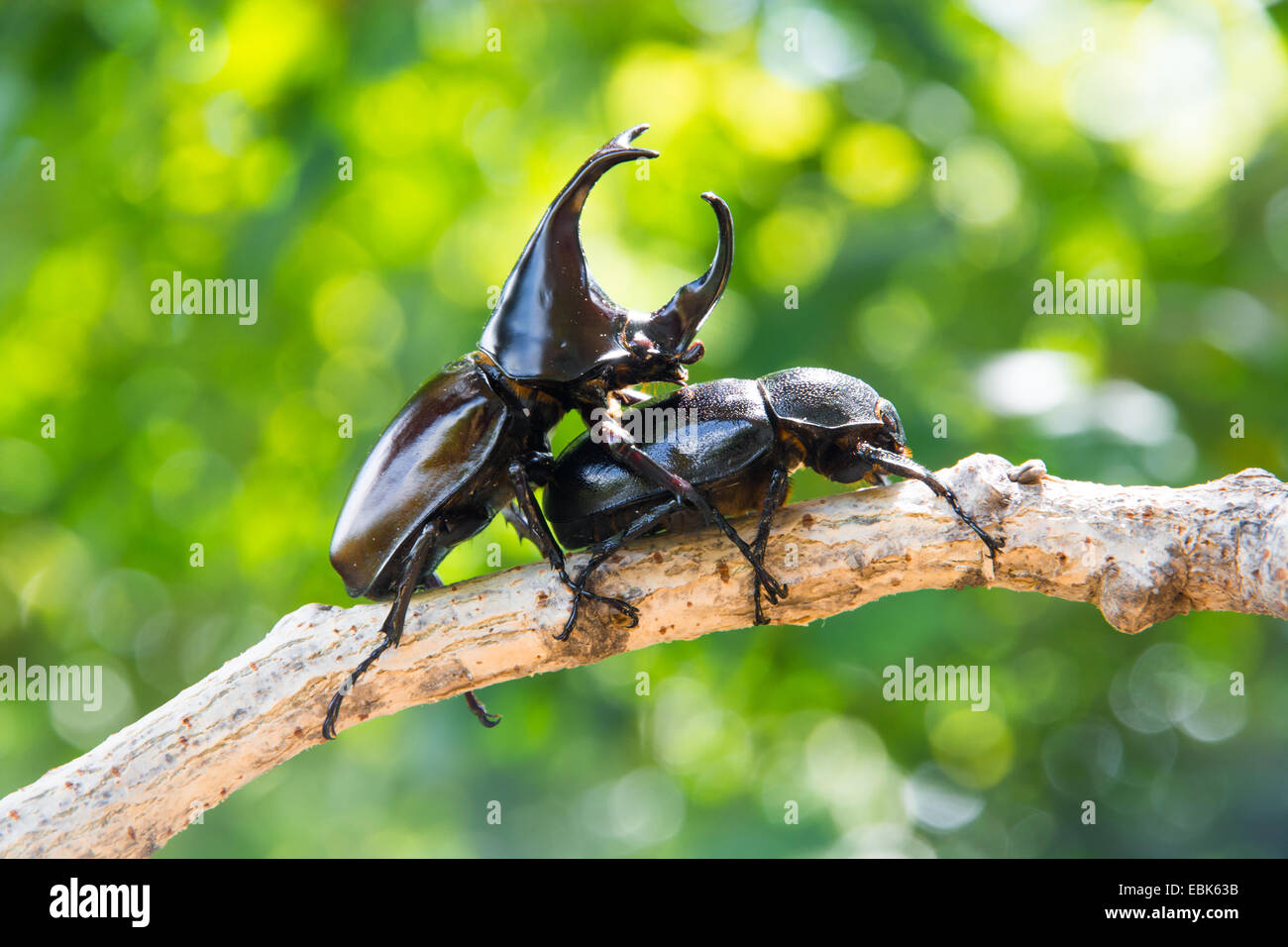 Stag beetle maschio e femmina su albero Foto Stock