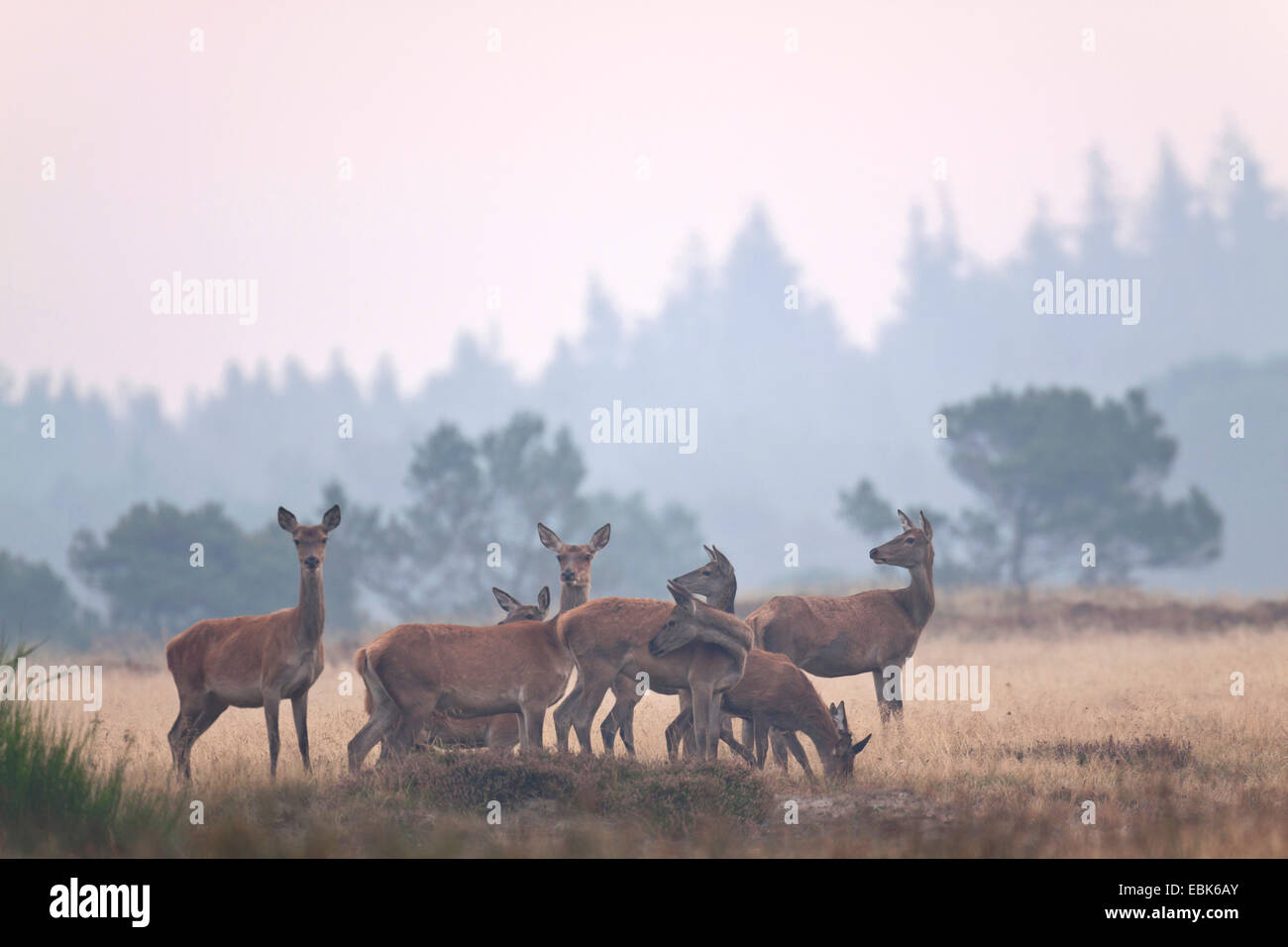 Il cervo (Cervus elaphus), cerve e vitelli nella mattina umido, Danimarca, Jylland Foto Stock