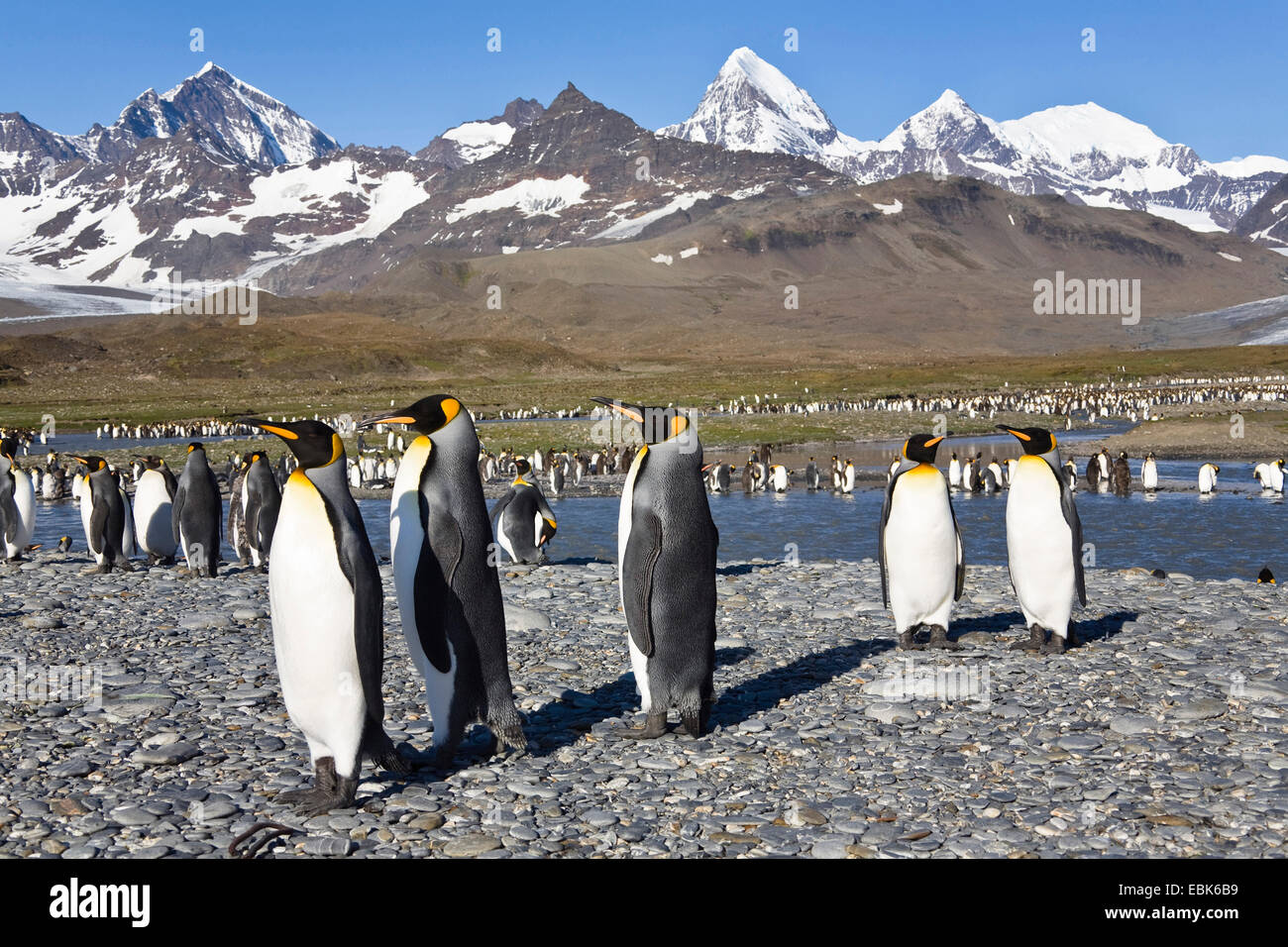 Pinguino reale (Aptenodytes patagonicus), Colonia, Suedgeorgien, St Andrews Bay Foto Stock