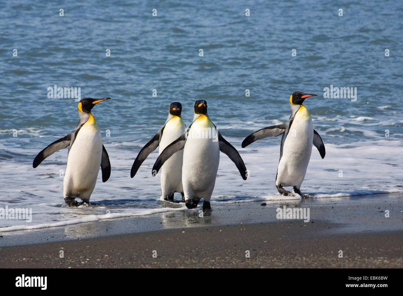 Pinguino reale (Aptenodytes patagonicus), scendendo a terra, Suedgeorgien, St Andrews Bay Foto Stock