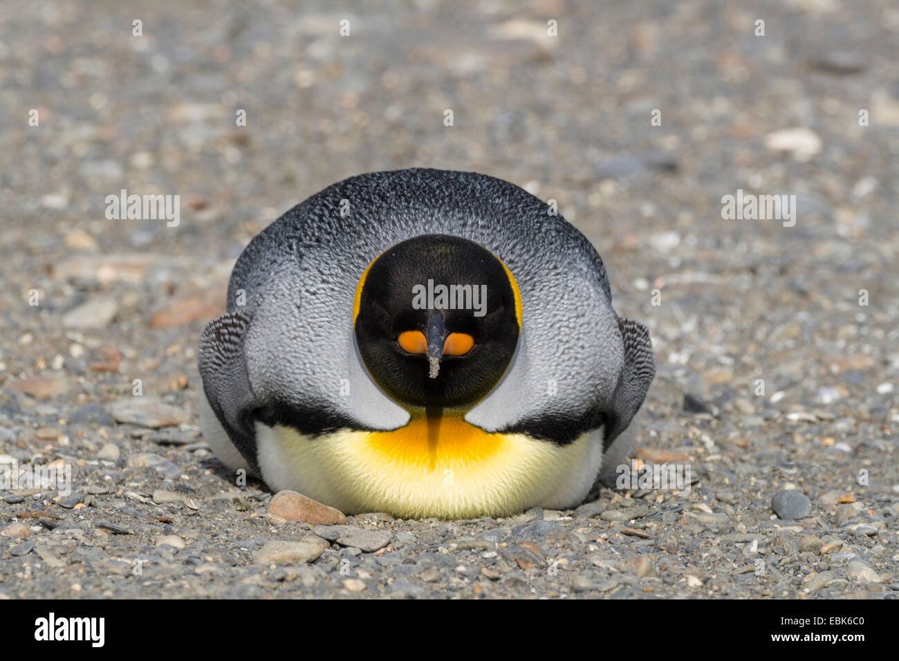 Pinguino reale (Aptenodytes patagonicus), dormire, Suedgeorgien, porto d'Oro Foto Stock