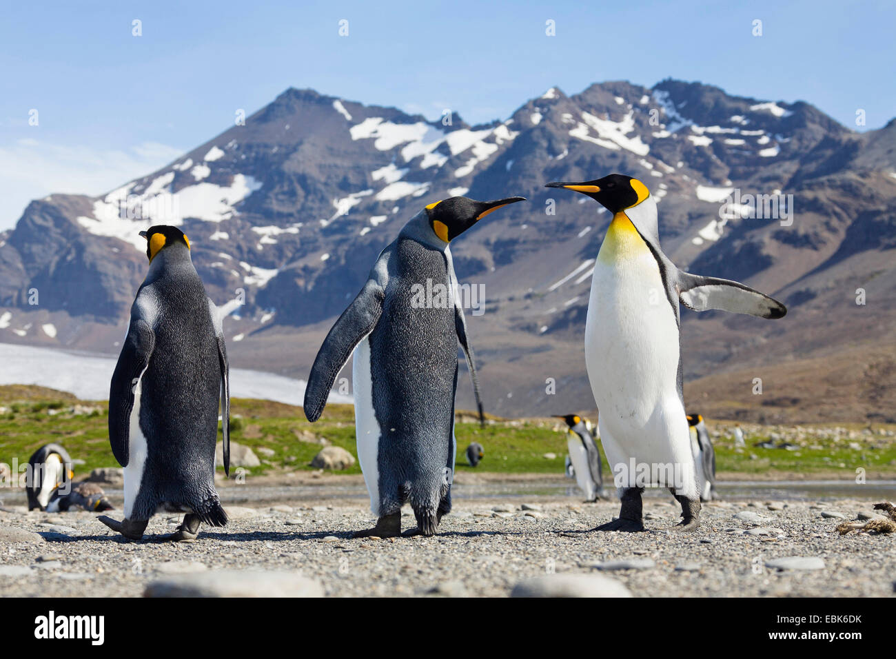 Pinguino reale (Aptenodytes patagonicus), in coppia con ali teso, Suedgeorgien, St Andrews Bay Foto Stock