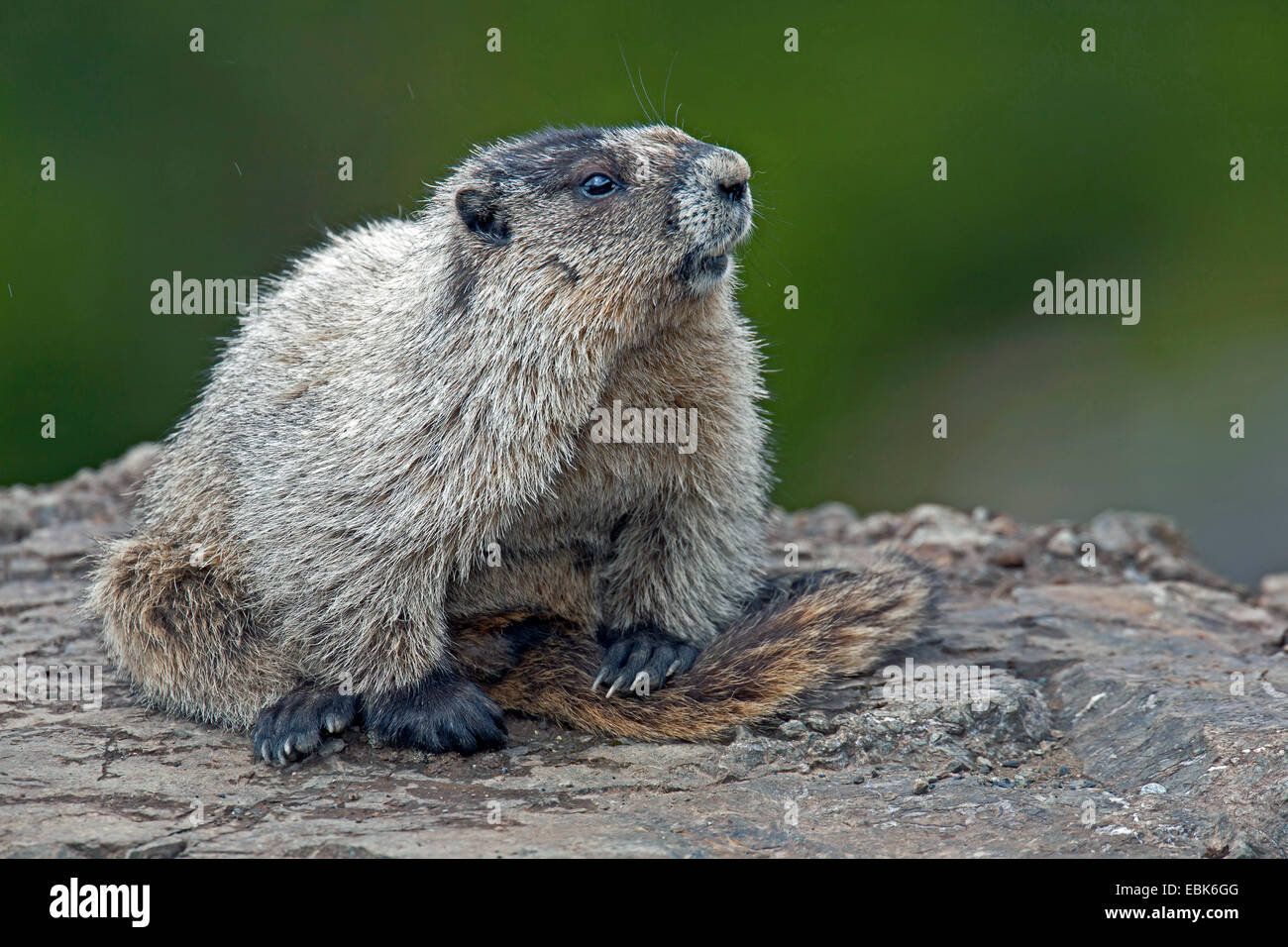 Annoso marmotta (Marmota caligata), seduta su una roccia, STATI UNITI D'AMERICA, Alaska, Mount Roberts Foto Stock