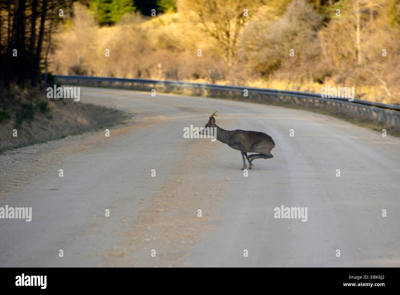 Il capriolo (Capreolus capreolus), in esecuzione su una strada, in Germania, in Baviera Foto Stock