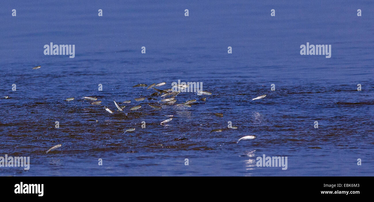 Danubiana e del tetro, Danubio tetro, shemaya (Chalcalburnus chalcoides mento), secca di giovani pesci sulla superficie dell'acqua in fuga da voliera, in Germania, in Baviera, il Lago Chiemsee, Dorfen Foto Stock