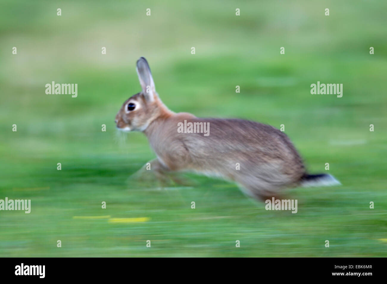 Coniglio europeo (oryctolagus cuniculus) in fuga, Germania, Schleswig-Holstein Foto Stock