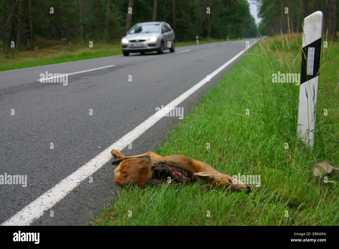 Il capriolo (Capreolus capreolus), cervi morti su strada in una foresta, Germania, Bassa Sassonia Foto Stock