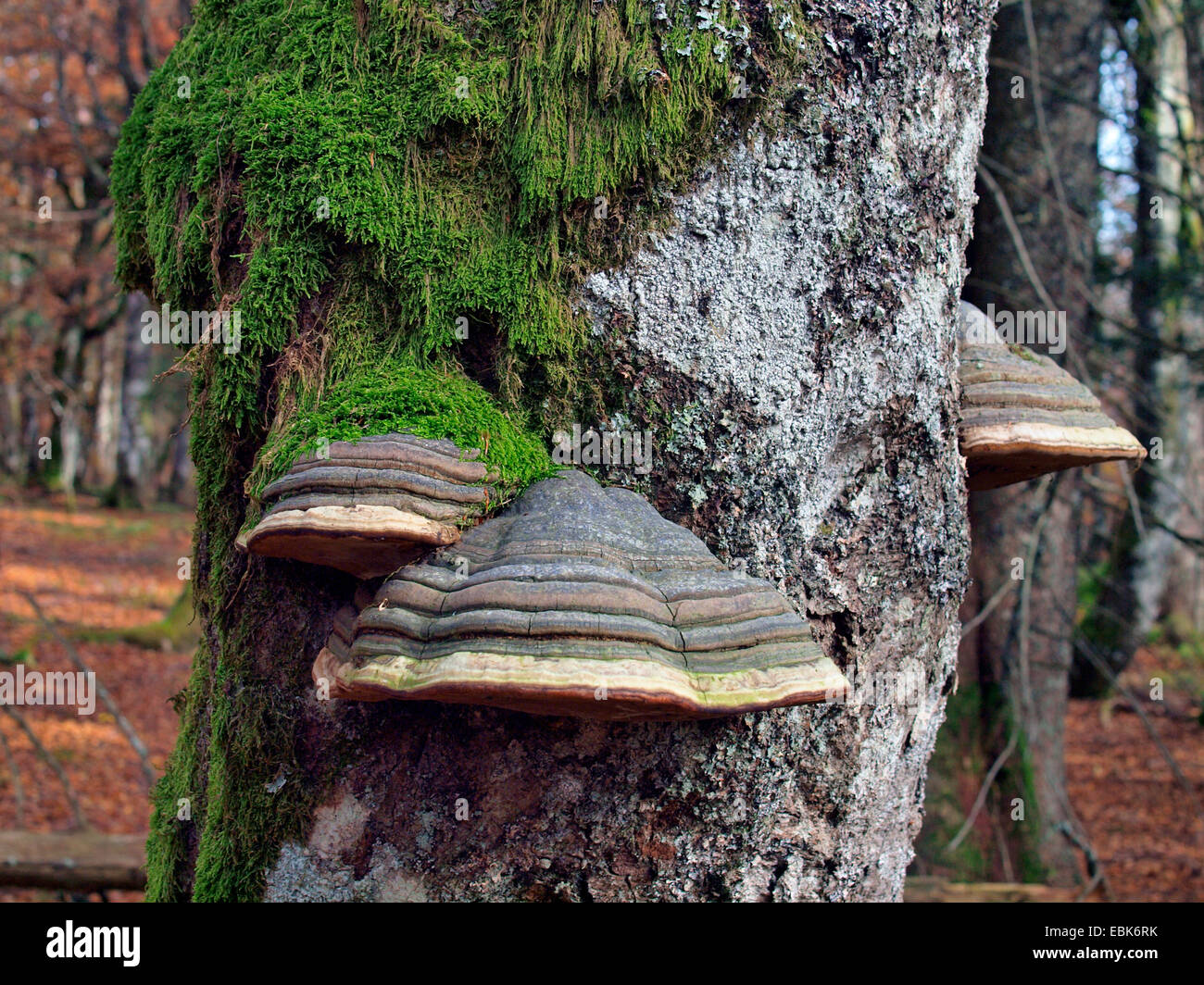 Staffa funghi sul tronco di albero, Francia, Alsazia, montagne Vosges, GFN Tanet-Gazon du Fang Foto Stock