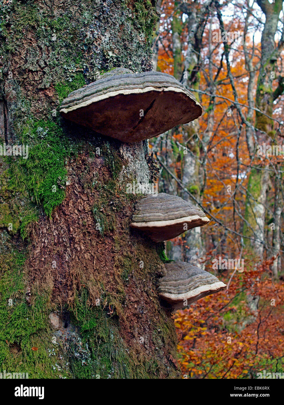 Staffa funghi sul tronco di albero, Francia, Alsazia, montagne Vosges, GFN Tanet-Gazon du Fang Foto Stock