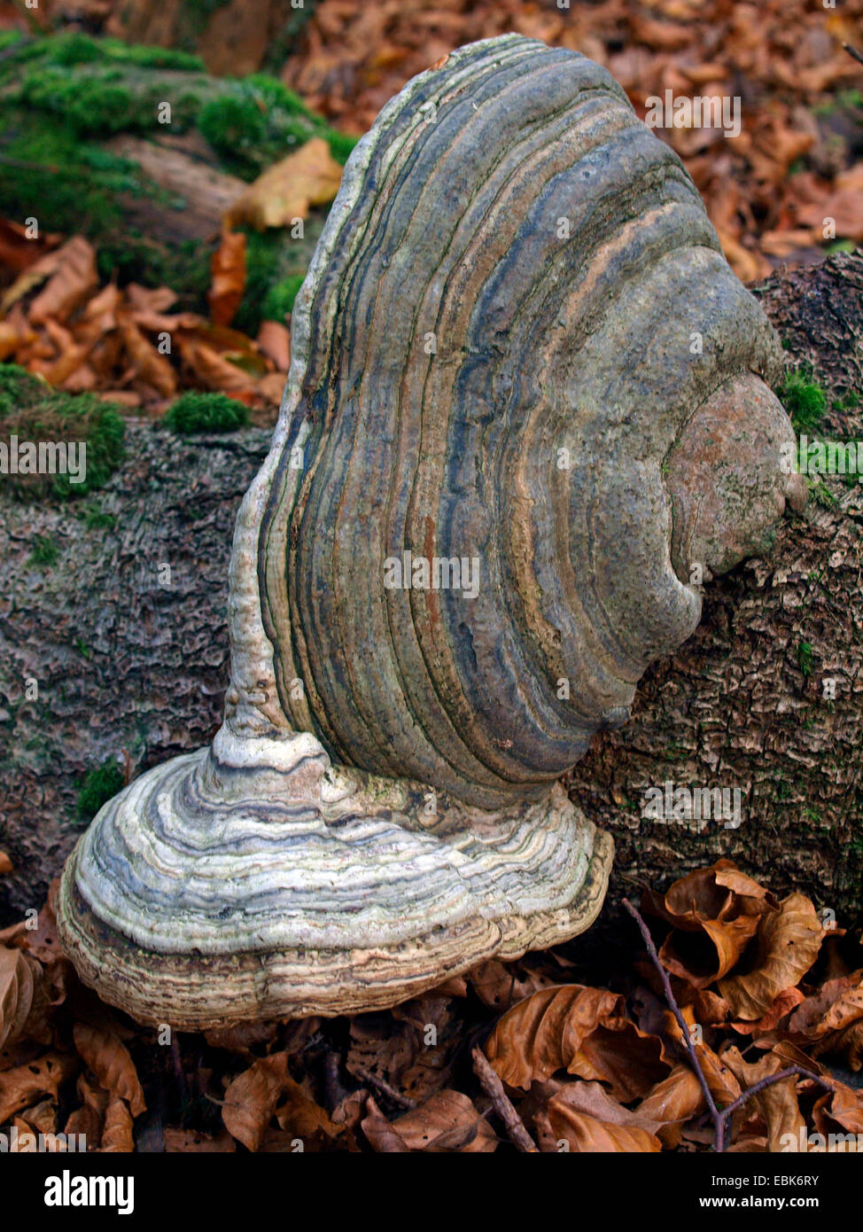 Staffa funghi su albero caduto, Francia, Alsazia, montagne Vosges, GFN Tanet-Gazon du Fang Foto Stock